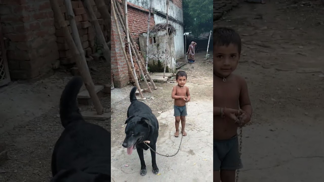 Guarda Lockdown morning walk roni #cutestboy su YouTube Guarda Lockdown morning walk roni #cutestboy su YouTube