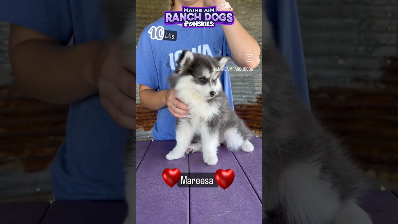 Mareesa the pomsky, charting to be approximately at 10lbs as an adult! So cute 🥰