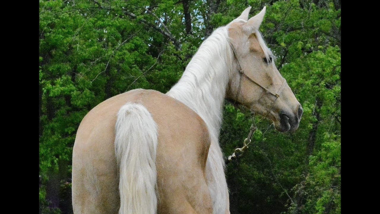 Palomino Tennessee Walking Mare and Dun Mule Foal for Sale YouTube