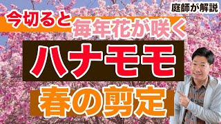 春がシーズンのハナモモの剪定を不要な枝と花芽のつく位置と共に解説【庭師が解説】