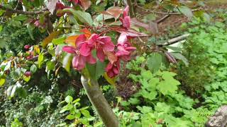 Malus robusta 'Royalty'  jabloň statná