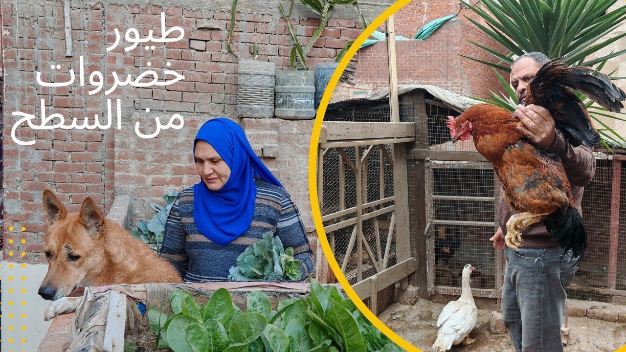 وداعا للديك الساسو  وروتين جديد خامس يوم رمضان