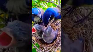 Download Lagu Sacrifice of father for their family 😥😥 #birds #viralvideo #ytshorts MP3 Download Lagu Sacrifice of father for their family 😥😥 #birds #viralvideo #ytshorts MP3