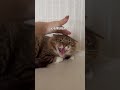 飼い主に置き去りにされた猫の救出