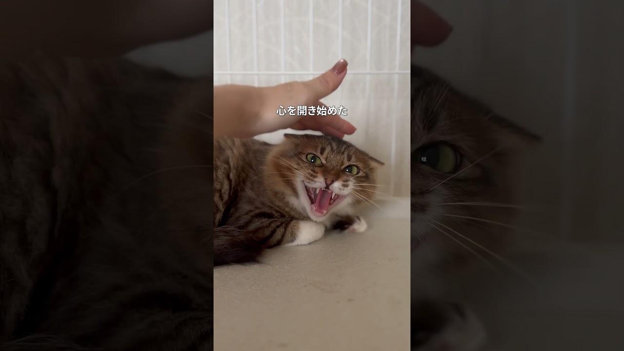 飼い主に置き去りにされた猫の救出