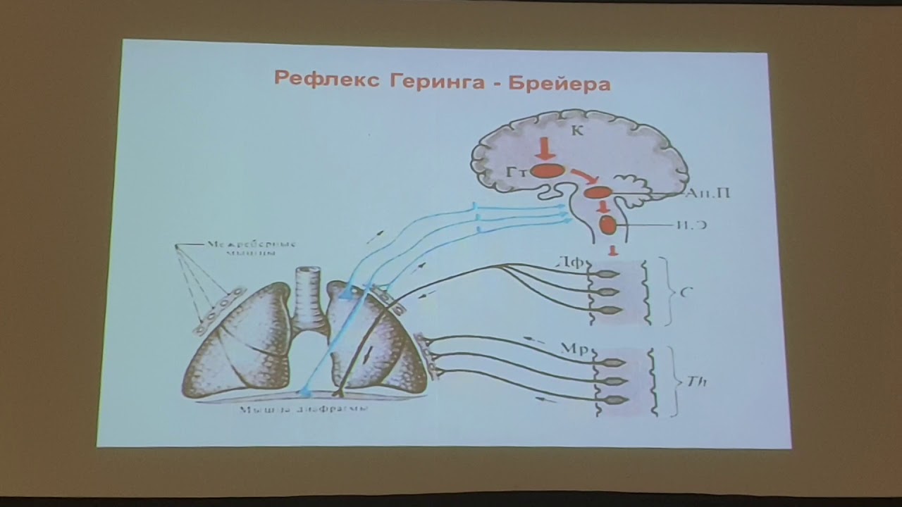 Содержит центры дыхательных рефлексов