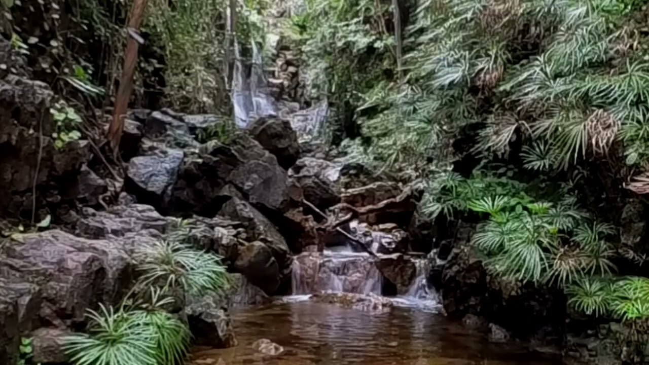 Forest Stream Waterfall Sounds | Nature ASMR 