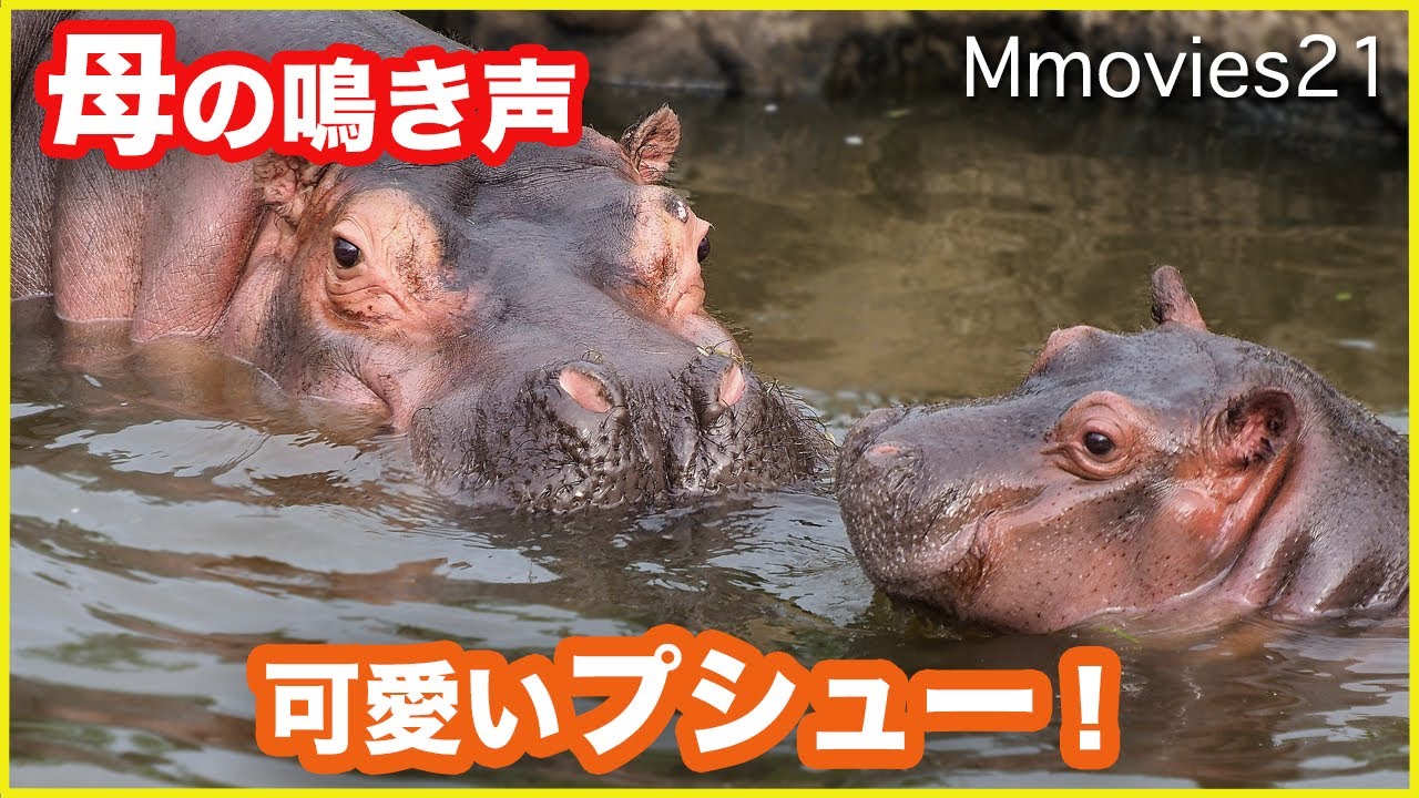 可愛いプシュー カバの赤ちゃんがお母さんとプールで遊ぶ Baby Hippo Mom Play In Water Youtube