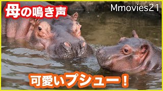 可愛いプシュー カバの赤ちゃんがお母さんとプールで遊ぶ Baby Hippo Mom Play In Water Youtube 可愛いプシュー カバの赤ちゃんがお母さんとプールで遊ぶ Baby Hippo Mom Play In Water Youtube