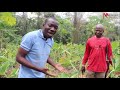 [Miracles & Profiles] Une deuxième récolte miraculeuse de macabos à Mindourou Kadei