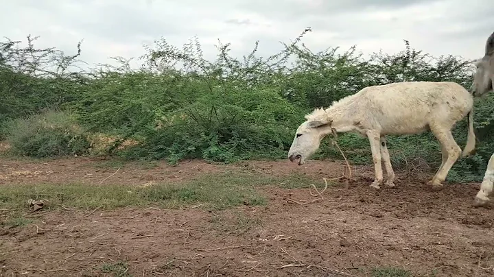 kohi Ваговози.Жеребець на Паpoвку.Привезли лошицю з Бачача.KohI Tepнопільщин,,April 27, 2024