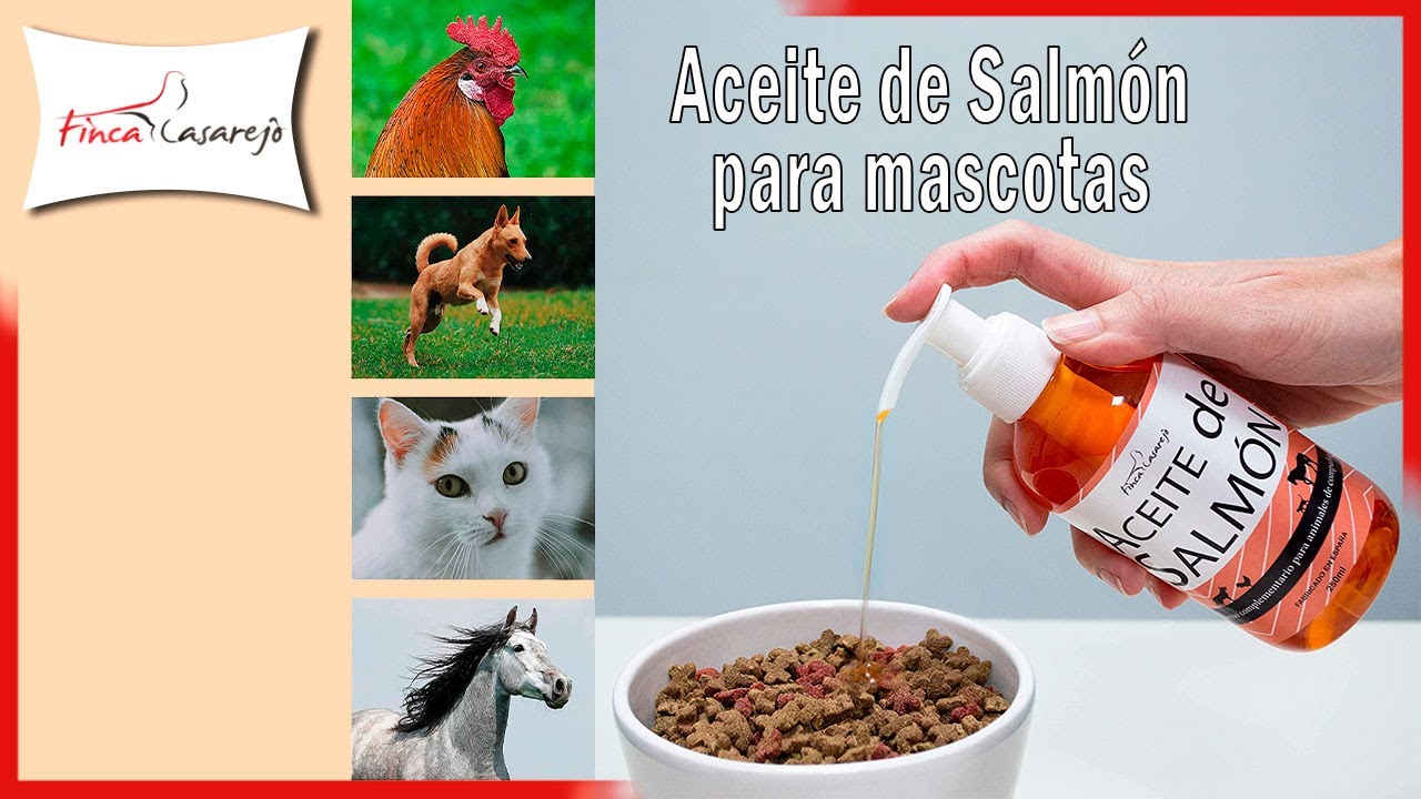 Beneficios del aceite de salmón para perros - KNINE