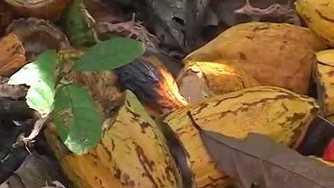 Cocoa Field Maintenance - A Practical Guide