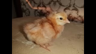 Инкубация куриных яиц. Таблица инкубации цыплят. Полный цикл. Появились новые цыплята.