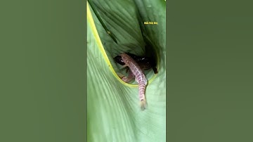 Cá Lớn - câu Cá Trạch ở đoạn suối nhỏ dễ dàng 😱 #khacthuyvlogg