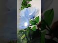 Easy Flowers using Face Mask || DIY Flowers