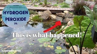 This happened when I added hydrogen peroxide to one of my ponds