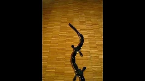 Salamandra robotica II walking