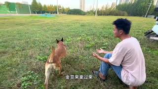 玩马犬真的容易上瘾！#马犬 #狗狗是生活的解药 #狗狗 #宠物 #记录真实生活 #dog by 龙龙要努力 20 views 3 months ago 1 minute, 32 seconds