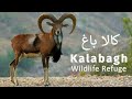 Kalabagh a wildlife refuge  nawab of kalabagh malik waheed khan  pakistan wildlife foundation