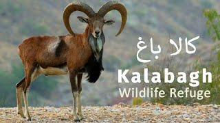 Kalabagh 'A Wildlife Refuge' | Nawab of Kalabagh Malik Waheed Khan | Pakistan Wildlife Foundation