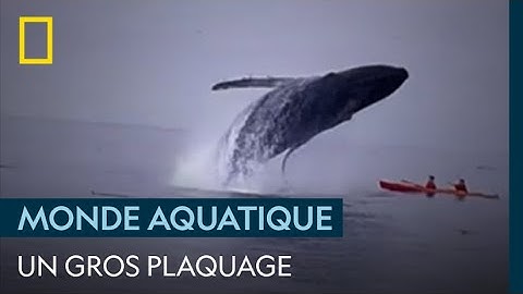 Une baleine écrase des pagayeurs sur leur kayak