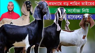 শাহিন ভাইয়ের সবচেয়ে কমদামে সর্বোচ্চ মানের খামার উপযোগী সুপার সব ছাগল | Goat Farming