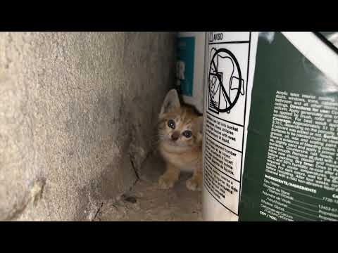 Video: Kaķu magnēts: savvaļas kaķu kolonijas vadīšana