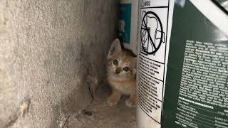 Rescuing kittens from a Brooklyn basement