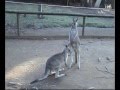 Flashback 2006: koalas, kangaroos and fairy penguins