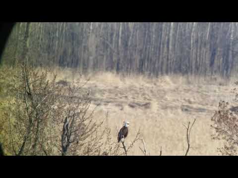 Bald Eagle TSN