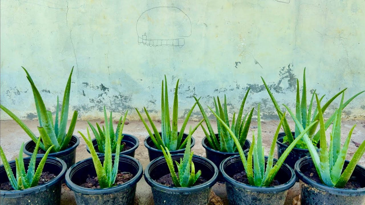 Make Compost Natural Add Around Root Small Aloe Vera Plants 