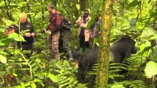 The Wildlife Docs - Baby Gorillas | Busch Gardens Tampa Bay