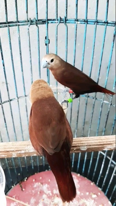 Emprit Kaji Sejodoh Jantan Dan Betina INDUKAN🦜🦚