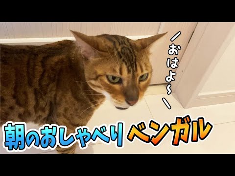 なでなで催促💗しゃべるベンガル猫が可愛すぎる【ベンガル】