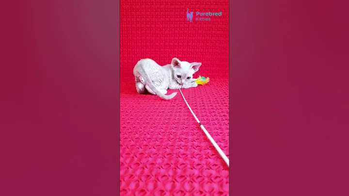 Video 10799421: devon rex kitten, devon rex cat, devonrex, purr, cat hypoallergenic, perfect cat, kitten cream, quality cat, cat home