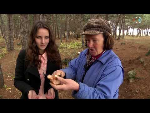Видео: Съедобны ли желтые грибы?