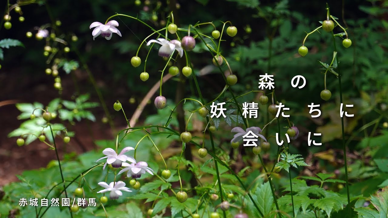 【赤城自然園】でレンゲショウマ＆シキンカラマツ。森の妖精に会いに行きました♪