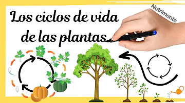 ¿Cuáles son los 3 tipos de ciclos vitales de las plantas?