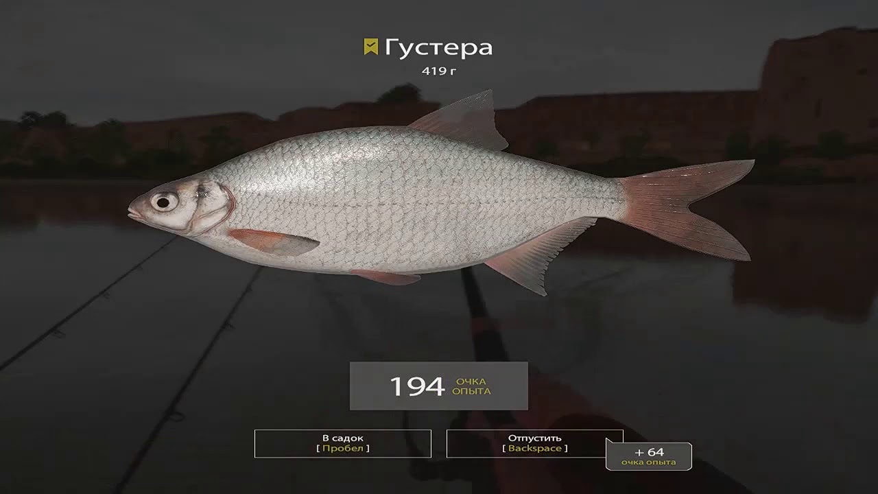 Русская рыбалка 4 густера. Густера реальная рыбалка.