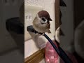 コードに乗るスズメ可愛い