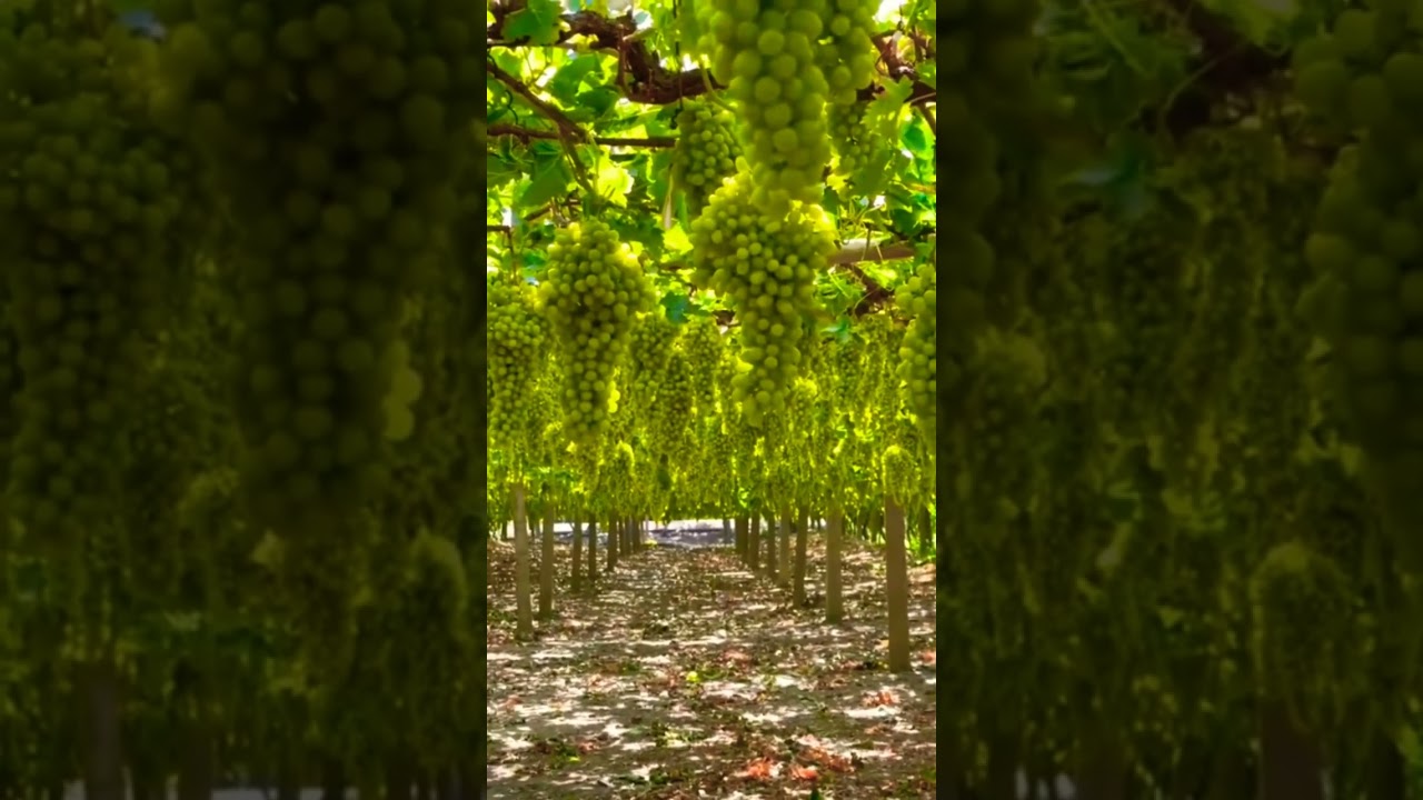 grapes 🍇 farming 