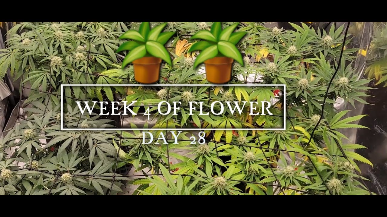 Cannabis Week 4 of flower Day 28 (Purple Punch & Orange Bubblegum)