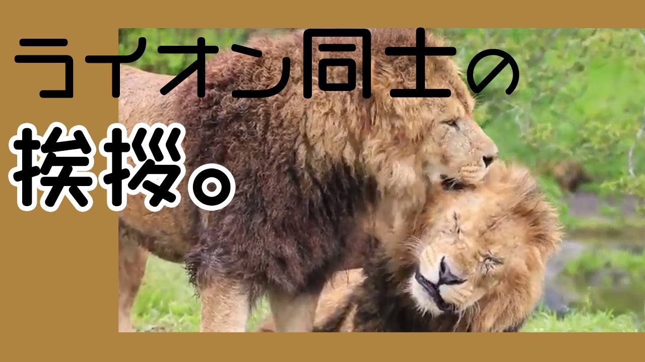 ライオン同士の挨拶。 - YouTube