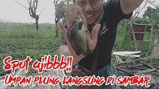 Spot ajibbb!! umpan plung langsung di sambar by Raja gentakkk 119 views 1 year ago 5 minutes, 55 seconds