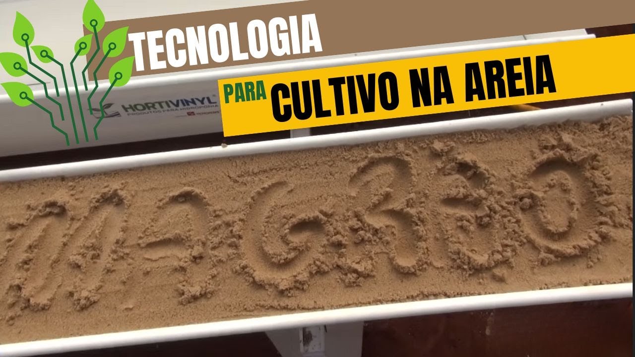 CULTIVO NA AREIA. INICIAMOS ESSE PROJETO NA ESTUFA COM ALTA TECNOLOGIA.