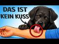 Lecken Dich Hunde? HIER IST, WAS DAS BEDEUTET (wird dich schockieren)! Mp3 Song