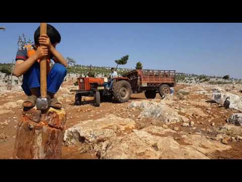 خطوة جمع الحطب أصبح مهنة وضرورة أساسية للتدفئة في ريف حلب الغربي