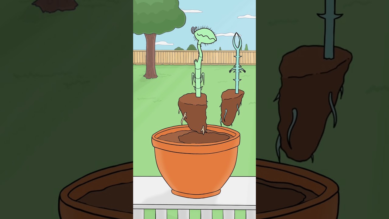 Day 32 of Watering the Mystery Plant 🪴