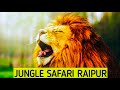 Raipur Jungle Safari Raipur Chhattisgarh Jungle Safari Naya Raipur Raipur Safari Park 2025